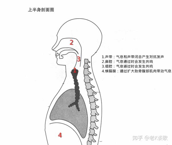 演唱的发声原理都不清楚?拿什么唱歌捏?