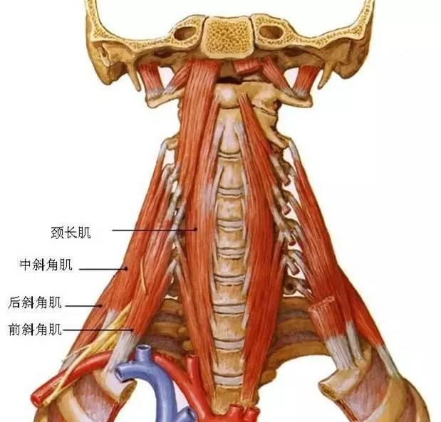 前斜角肌起于第3-6颈椎横突前结节,止于第1肋斜角肌结节.