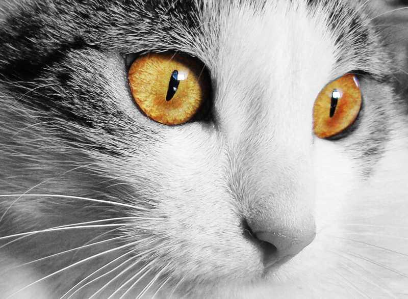 保护好那片星辰大海—细说猫咪眼睛的遗传疾病!