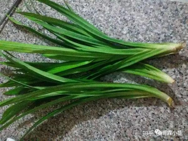 班兰叶的功效 zhuanlan.zhihu.com