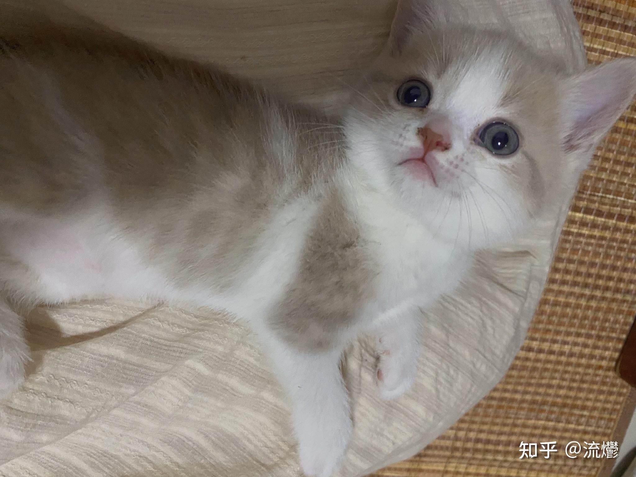 乳白和银渐层配的是啥猫