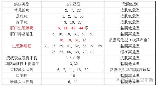 hpv类型