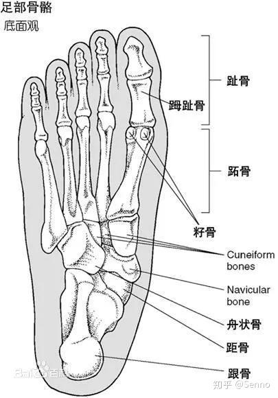 足底不同位置疼痛的诱发因素及止痛方案