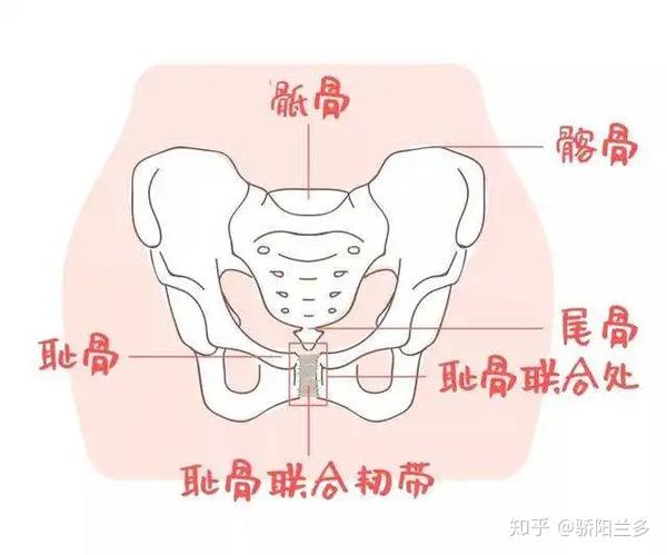 产后骨盆恢复为什么很重要?看完这篇你就知道了