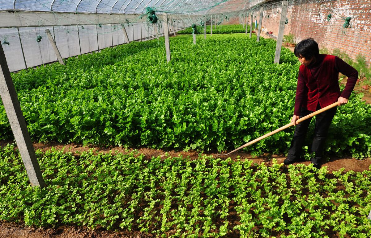 冬季露地大棚蔬菜管理要点农户快收好