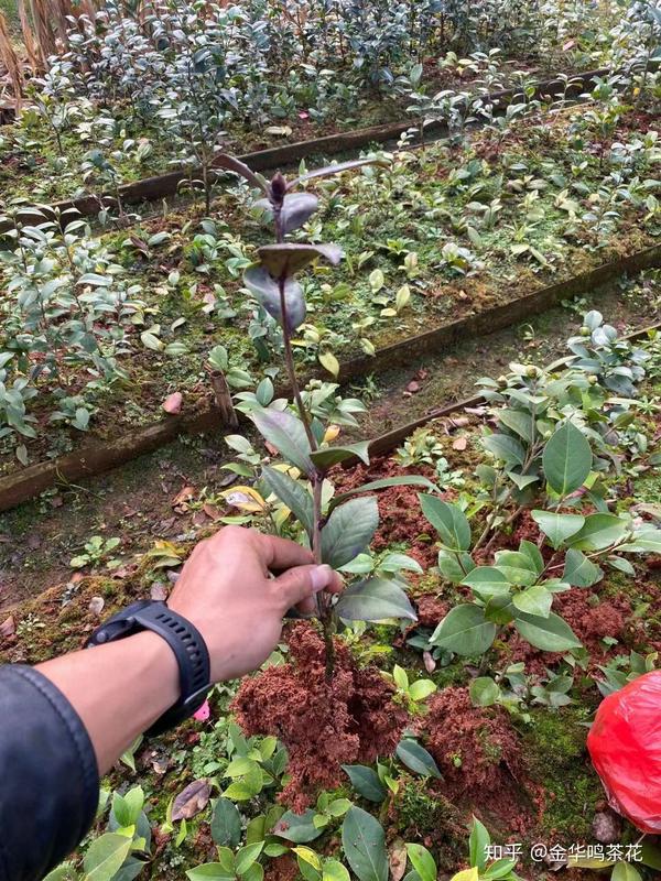 伊莎安妮伯拜范贝拉进口茶花苗