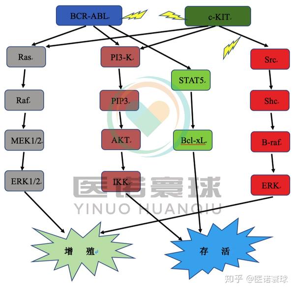 白血病系列之三格列卫进展后的达沙替尼