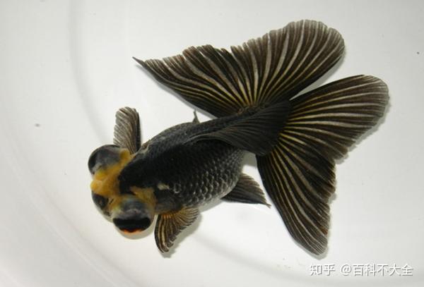 动物篇(35)·硬骨鱼·金鱼