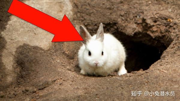 领地意识 dominance 兔子洞 rabbit hole