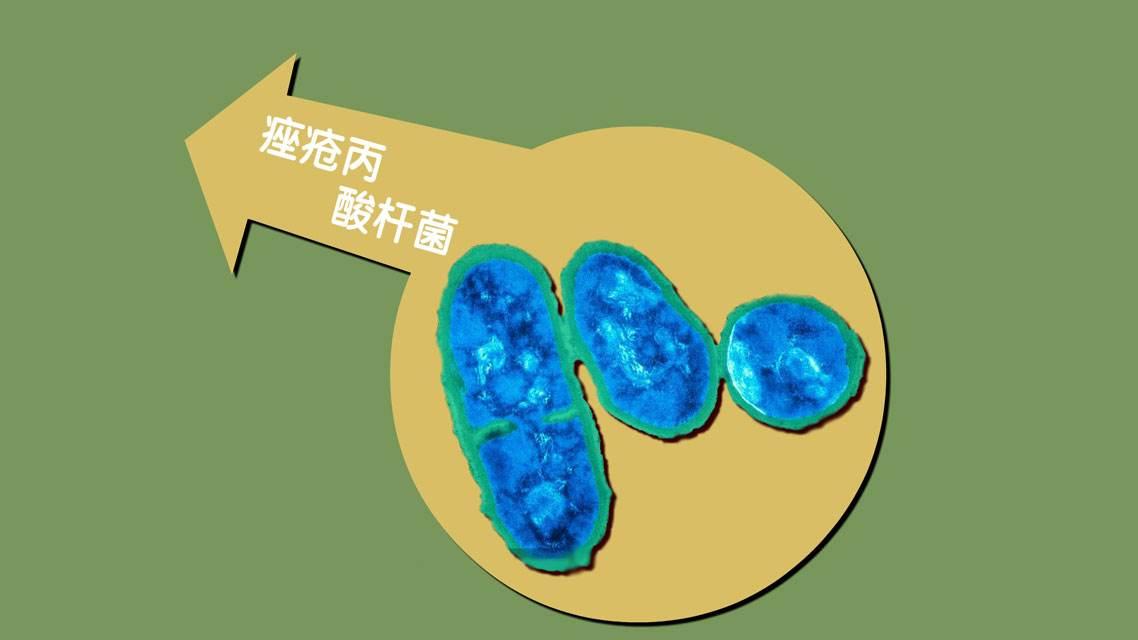 痤疮丙酸杆菌与痤疮发病的关系 知乎