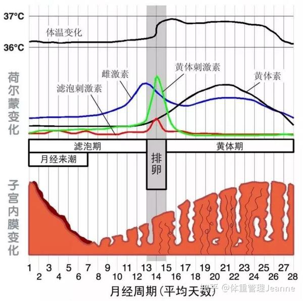 女性生理周期