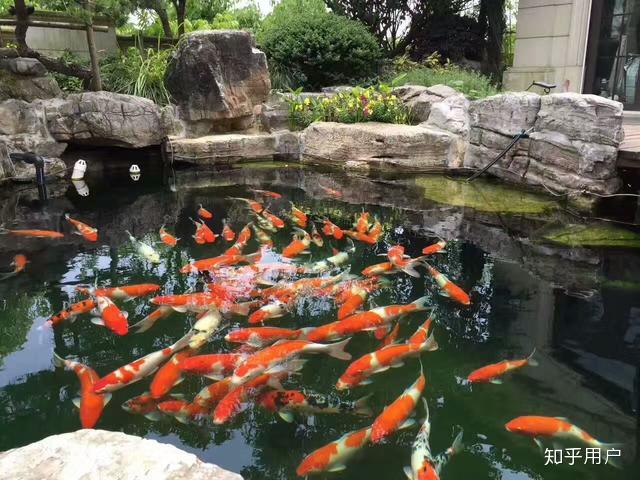 想做一个可以养锦鲤的花园,最好假山鱼池一起,怎样做简单美观,生态