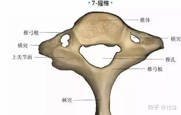 得了颈椎病每一节会有什么症状?