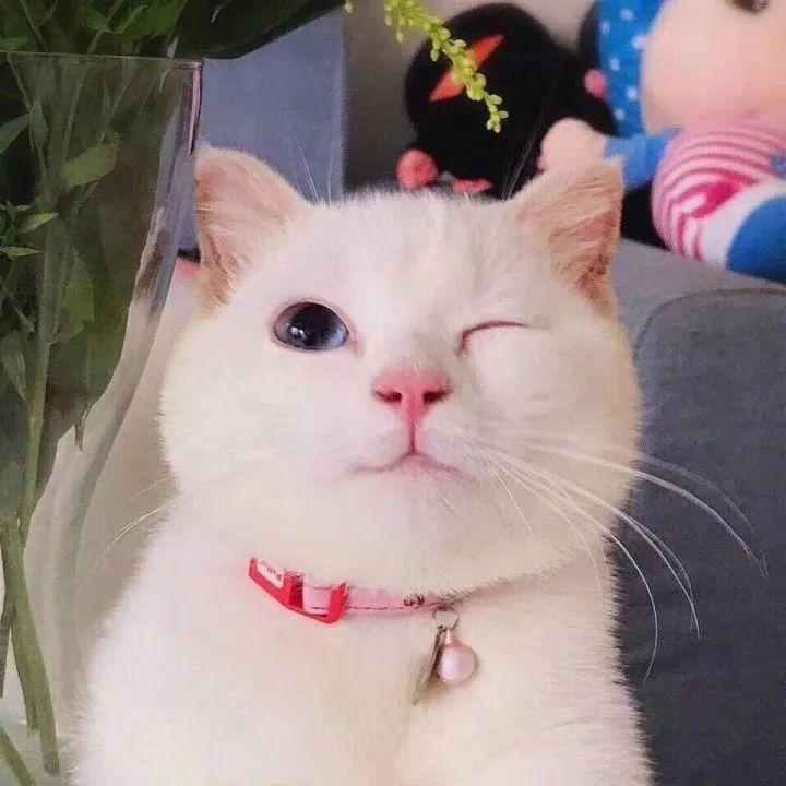 有没有好看到不舍得换掉的头像