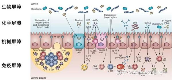 化学屏障由肠上皮细胞所分泌的粘液,消化液及正常菌分泌的抑菌物质