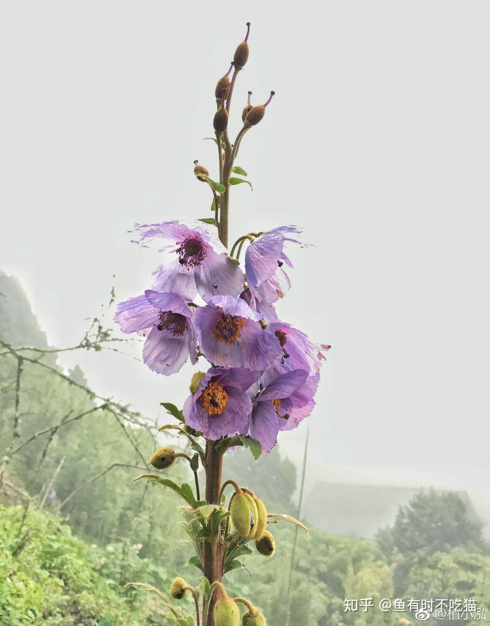 中国植物:绿绒蒿属植物图鉴