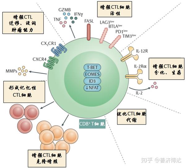 辅助性th1 cd4 t细胞在肿瘤免疫治疗中的作用