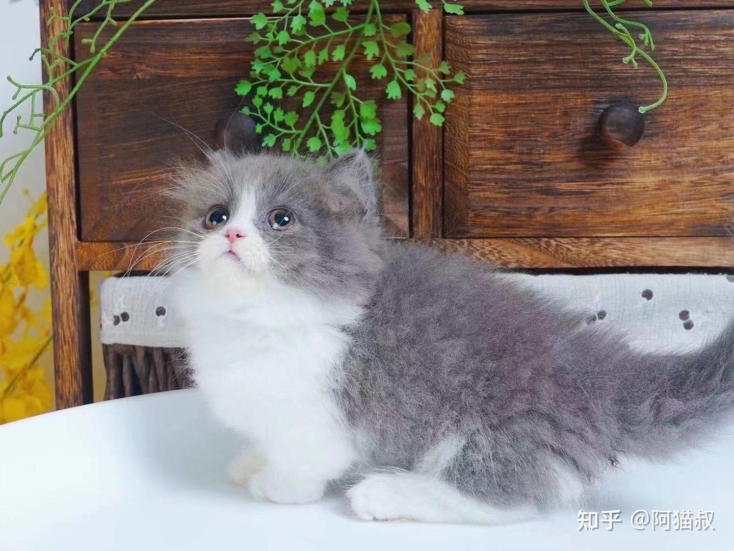 清远的拿破仑矮脚猫多少钱一只