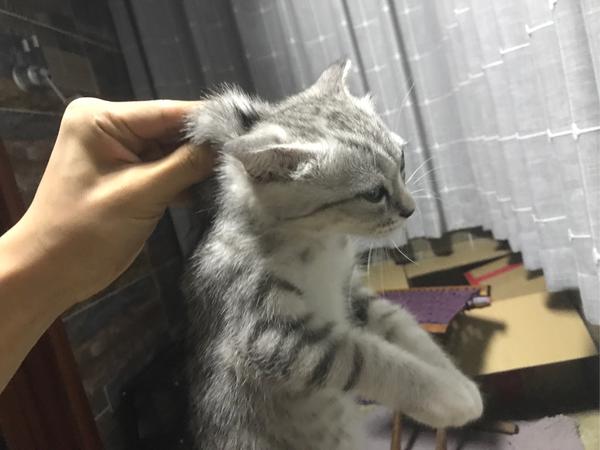 为什么捏了猫的后脖子猫就不动了?