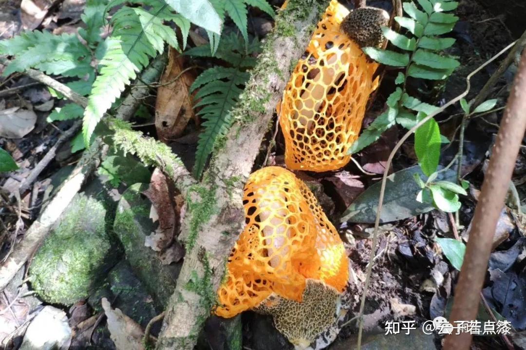 图片来源:大雷毛钉菇gomphus floccosus,也叫喇叭陀螺菌.