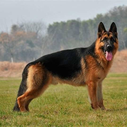 杜高有"猎犬之王"的美誉,身体强健,韧性好,战斗力特别强,性格也是