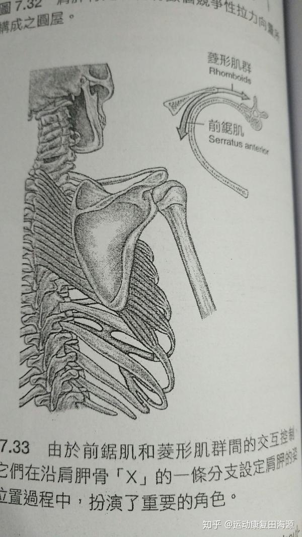 肩胛骨缝为什么疼?