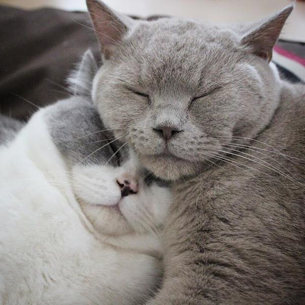 吸猫大会:英国短毛猫koda