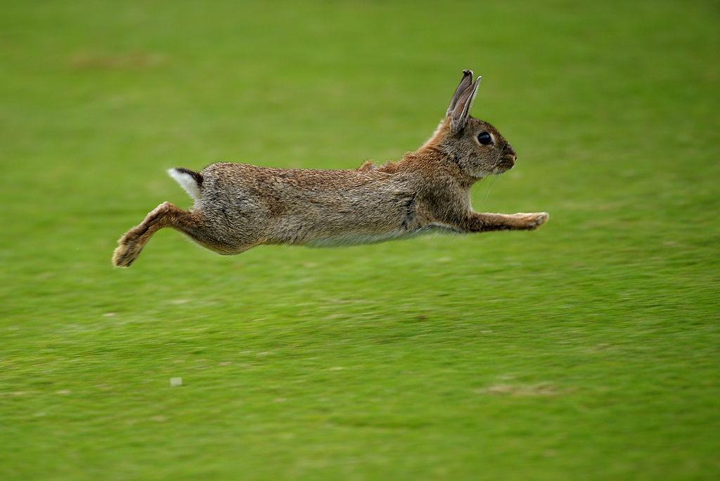 法国一只兔子基因突变会直立行走还是倒立科学家做了什么