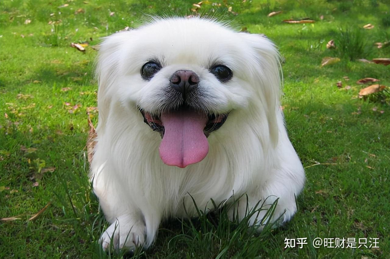 寿命:12-13年性格:温顺,热情,友善,聪明,机警京巴犬是北京犬的中国通