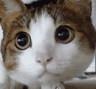 泻药wink～ 鉴于我对