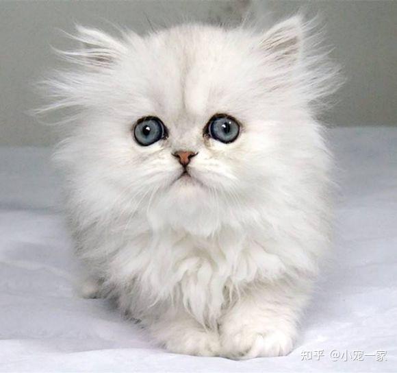 金吉拉猫眼睛分泌物多怎么办