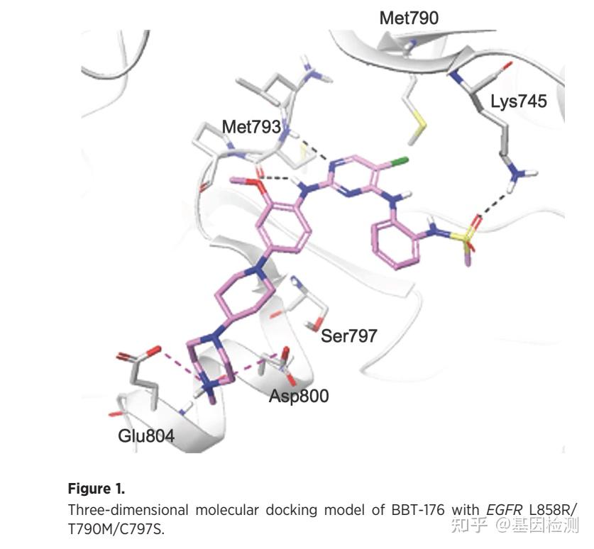 BBT 176一种新的第四代酪氨酸激酶抑制剂用于治疗非小细胞肺癌中奥希替尼耐药的EGFR突变 知乎