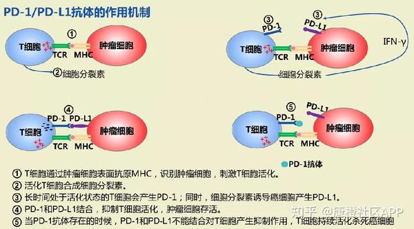 癌症治疗的未来之星免疫疗法究竟是肿瘤的克星还是一场闹剧