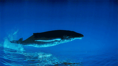 在这里,你可以看到世界上最大的生物蓝鲸,抹香鲸,以及著名的宽吻海豚