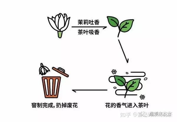 窨制茉莉花茶的流程图