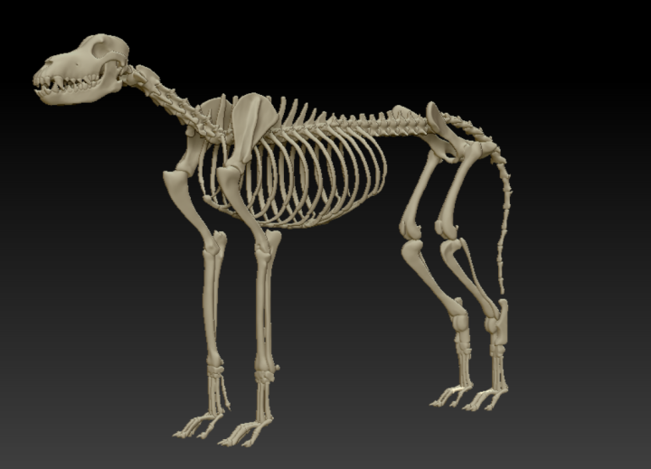 动物骨骼-狗骨骼3d模型