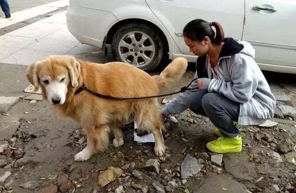 我们现在都是提倡"文明养狗",狗狗随地大小便就会给人带来很多的不便