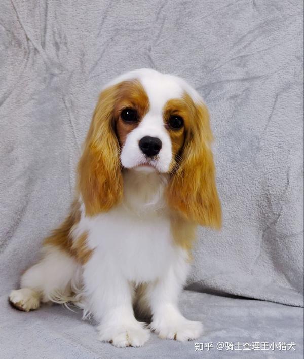 【骑士查理王小猎犬】繁殖的经验与总结