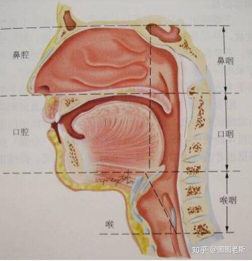 比如这次的, 新型冠状病毒肺炎就是通过飞沫来传染的.