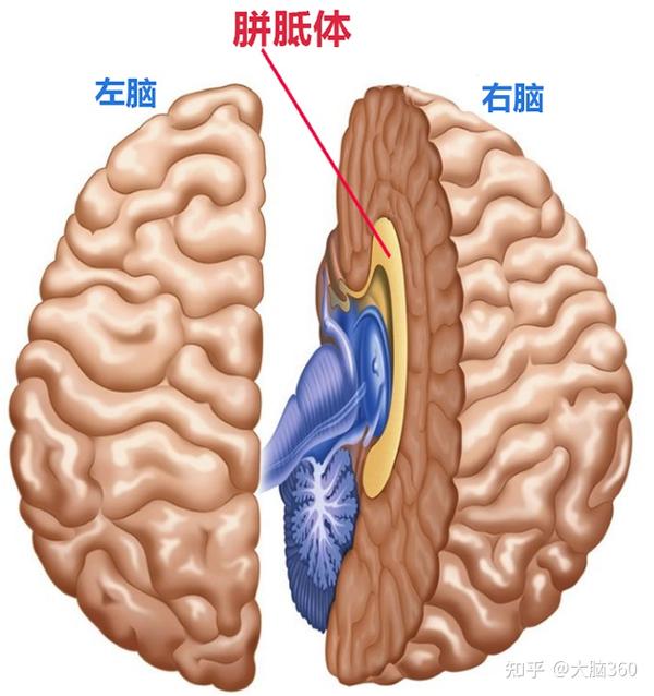 胼胝体 确保左右脑协调工作