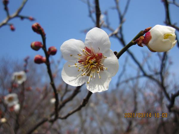 青岛中山公园的单瓣梅花