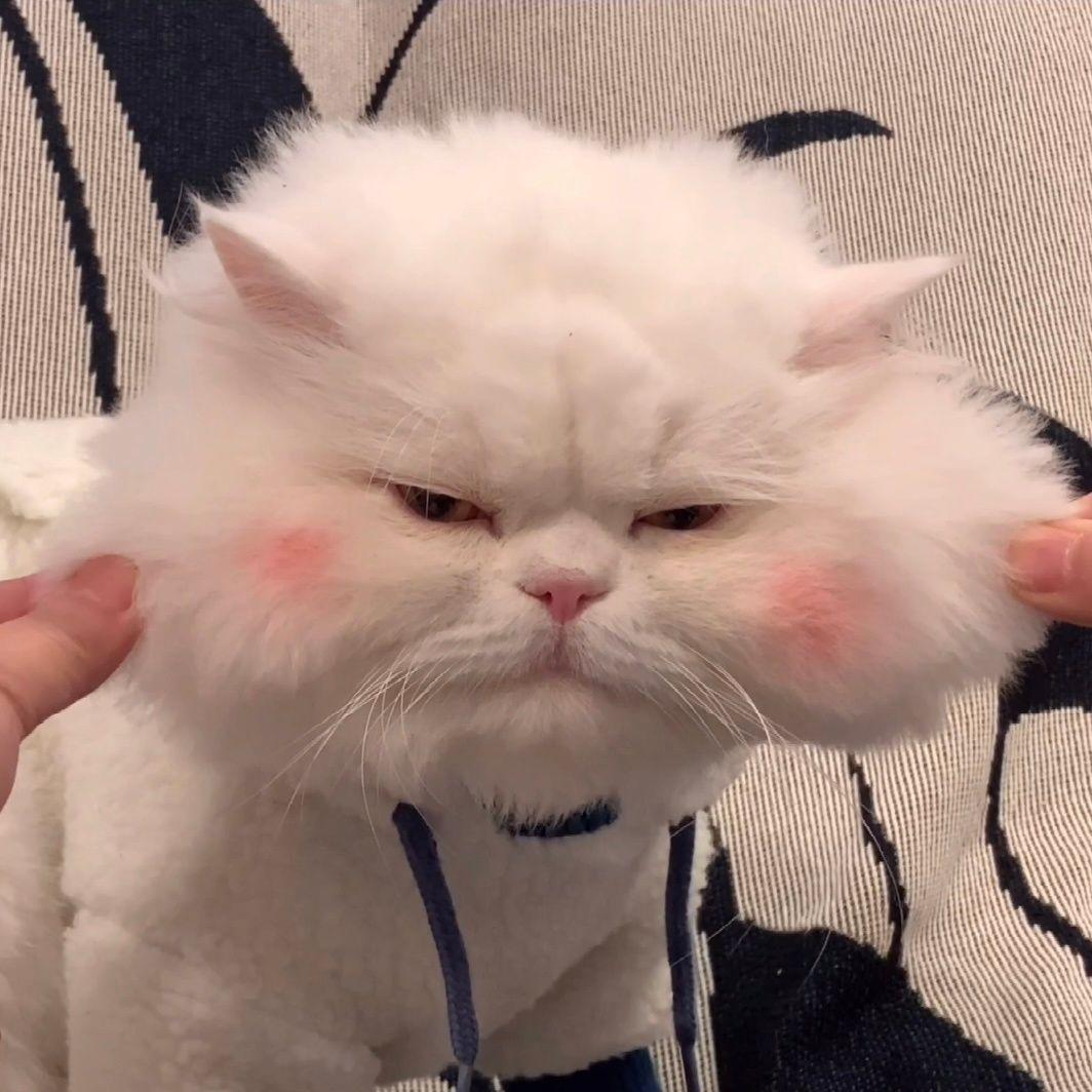 有没有一些有人有猫的女生头像