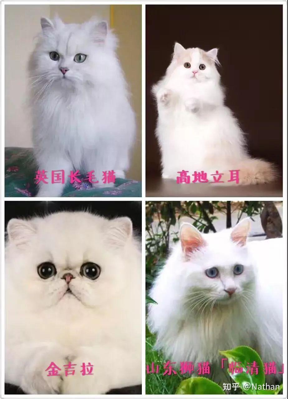 请问这是金吉拉吗?为什么脸尖?