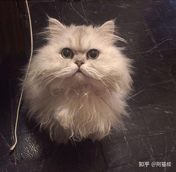 金吉拉猫好可爱,茂名金吉拉多少钱一只呢?