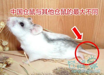 世界上最小的仓鼠 - 知乎