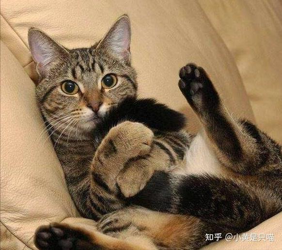 狸花猫为什么是最受欢迎的猫咪网友实在是太优秀了