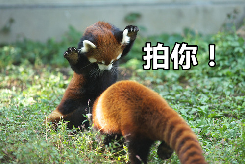 睡姿奇特,打架时会"站起来"的小熊猫,就问你怕不怕!