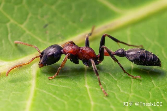 宠物蚂蚁红黑细长蚁产自我国本土的子弹蚁