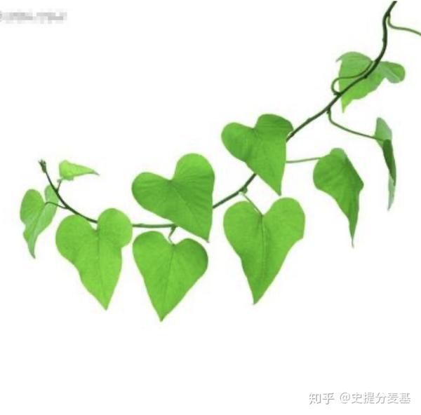 风铃的声音. 病床上有个小女孩,用彩铅画了一株常春藤.