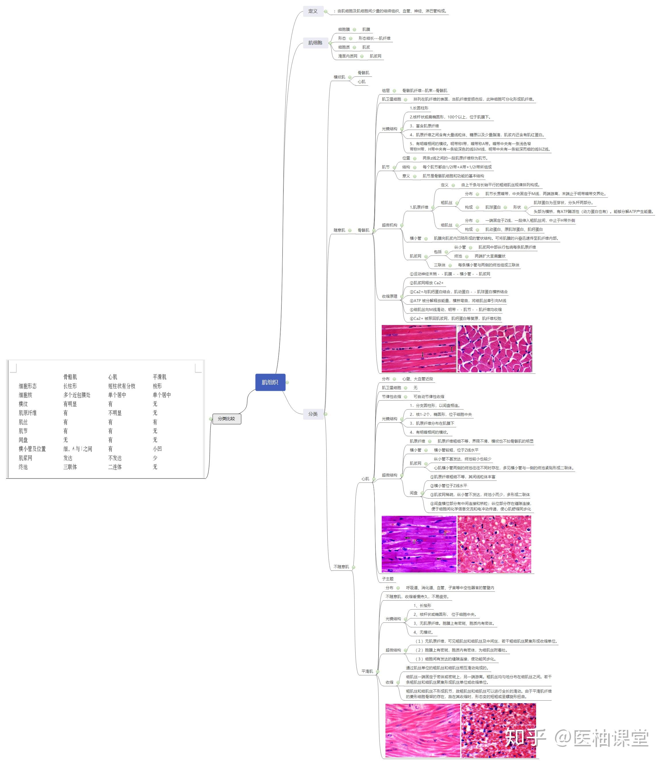 组织学与胚胎学思维导图分享